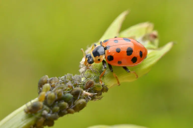 La coccinelle et les pucerons