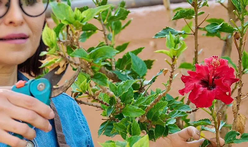 Coupe hibiscus extérieur