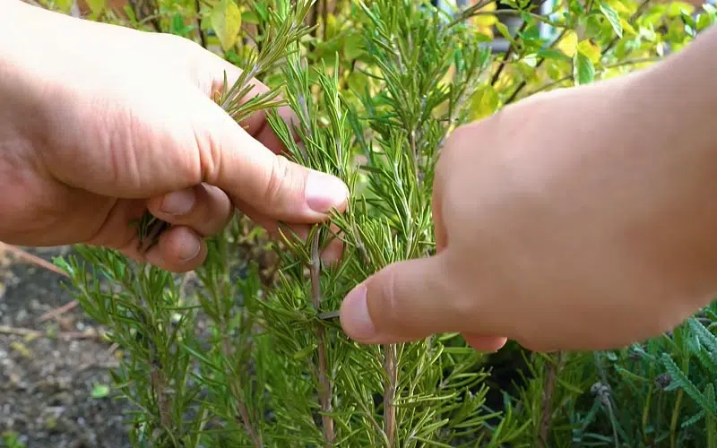 Romarin, une plante importante pour votre jardin aromatique