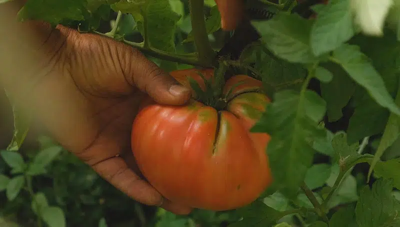 Quand cueillir la tomate ?