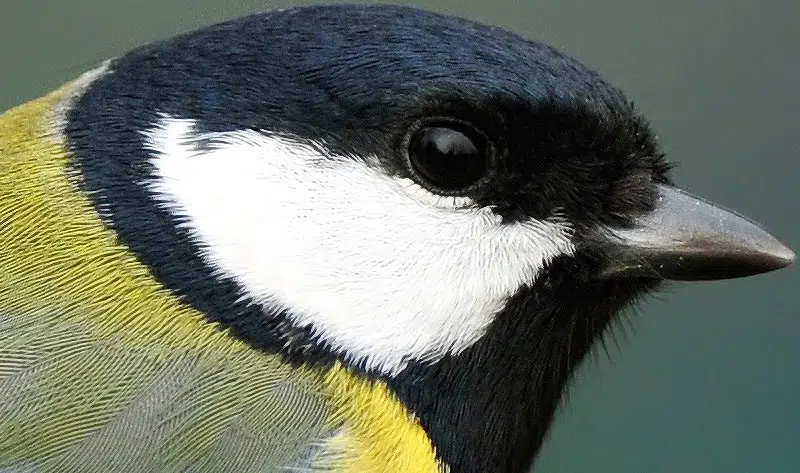 Description de la mésange charbonnière