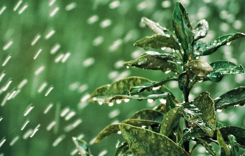 Eau d'arrosage sur la plante