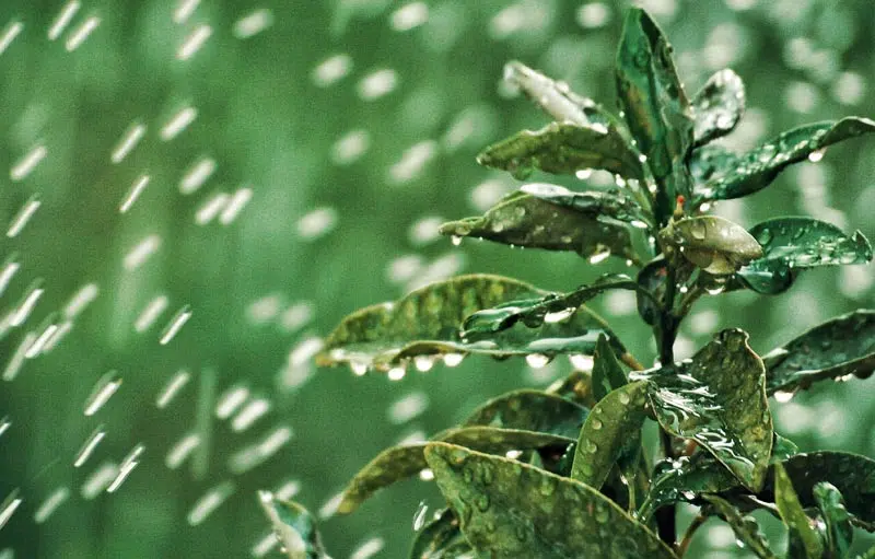 Eau d'arrosage sur la plante