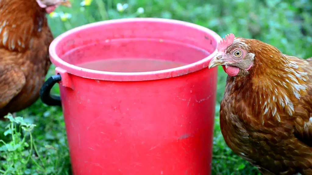 Eau à disposition pour les poules