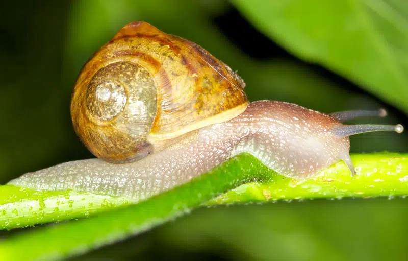 Escargots et limaces