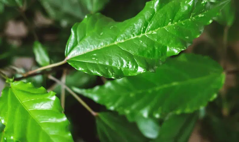 Feuilles luisante de l'hibiscus d'intérieur