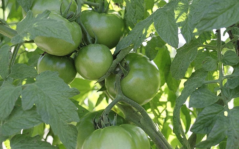 Feuilles qui protègent de l'ombre les tomates