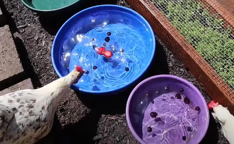 Réalisez des glaçons avec un fruit frais à l'intérieur et déposez les petits cubes dans l'abreuvoir ou un point d'eau