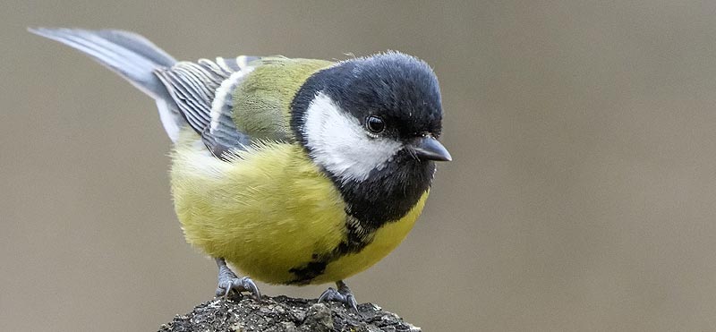 Grande mésange charbonnière