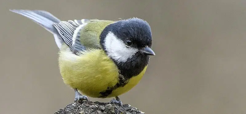 Grande mésange charbonnière