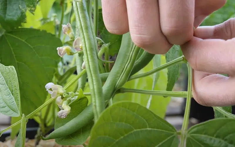 Récolte des haricots verts