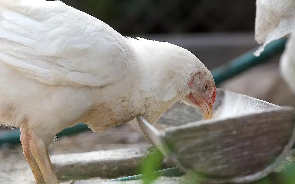 ALimenter les poules à heures fixes