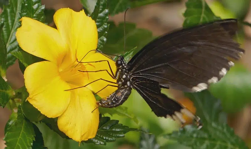 L'hibiscus est une plante idéale au jardin pour attirer les papillon dans votre jardin.