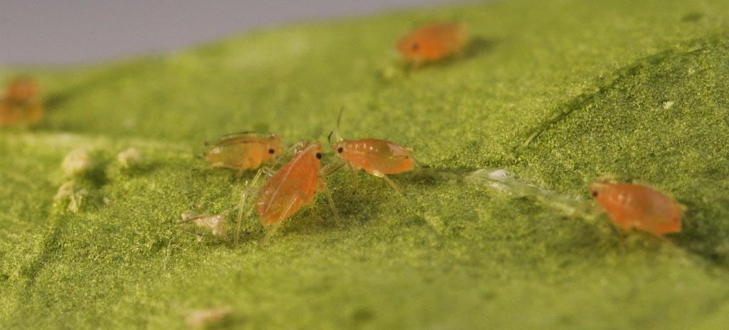 Grâce à leur rostre, les insectes piqueurs-suceurs se nourrissent en perçant les tissus des plantes et en suçant les fluides à l'intérieur.