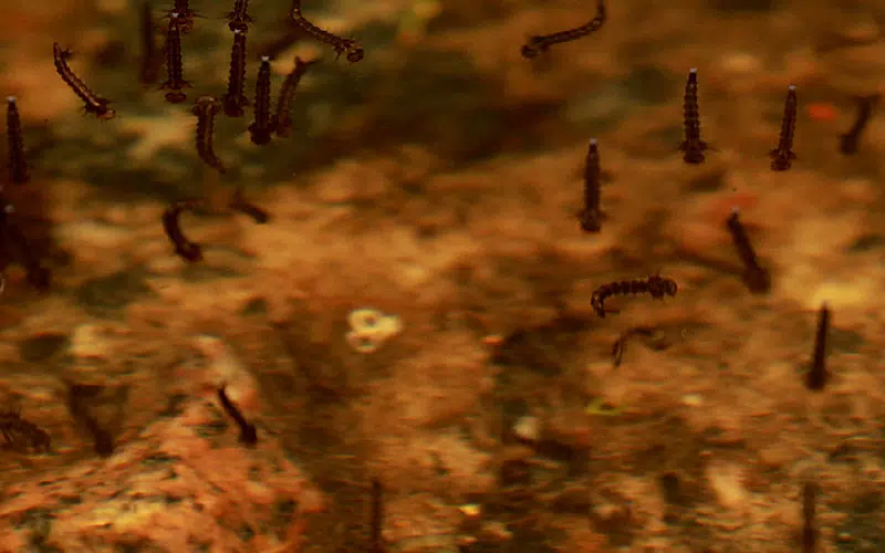 Larves de moustiques dans un point d'eau