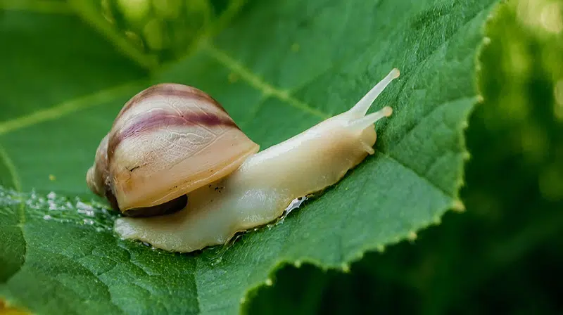 Limaces et escargots dans le jardin