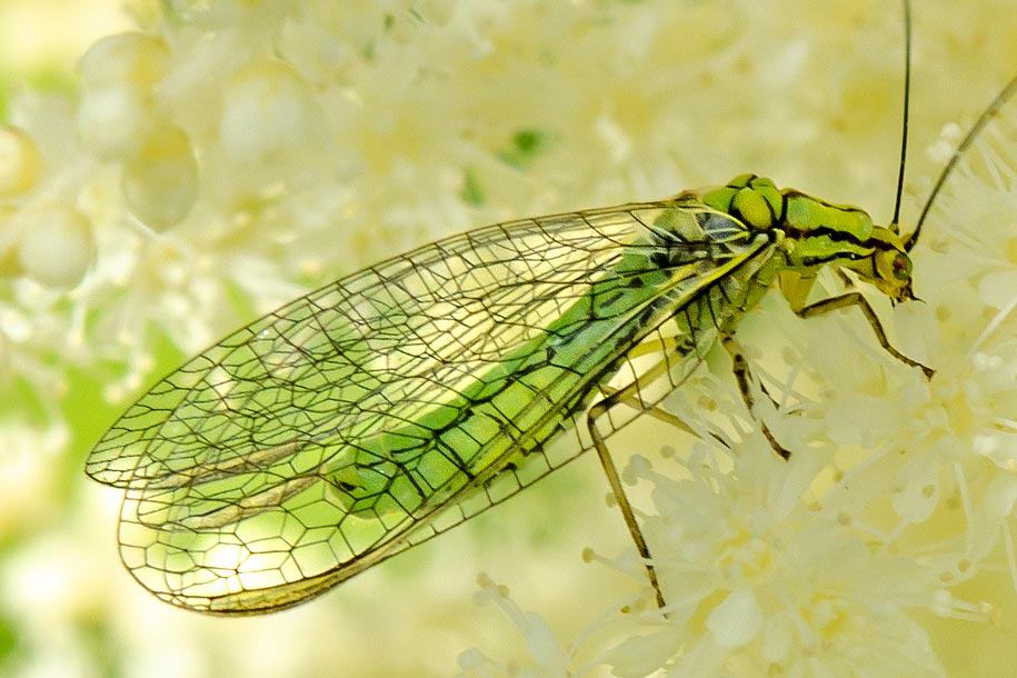 Comme la coccinelle, La Chrysopa perla (chrysope verte) ou lion des pucerons, est un insecte bénéfique bien connu dans le monde du jardinage pour son rôle dans la lutte biologique contre les ravageurs, notamment les pucerons.