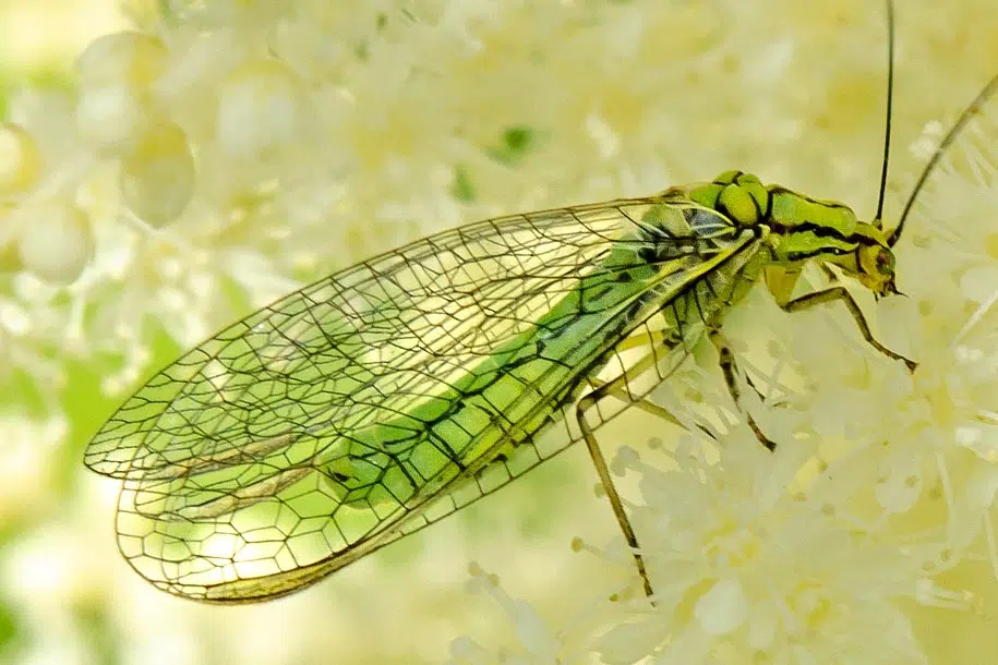 Comme la coccinelle, La Chrysopa perla (chrysope verte) ou lion des pucerons, est un insecte bénéfique bien connu dans le monde du jardinage pour son rôle dans la lutte biologique contre les ravageurs, notamment les pucerons.