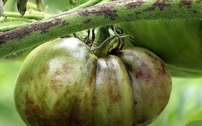 Maladies des tomates