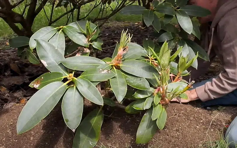 Marcottage rhododendron