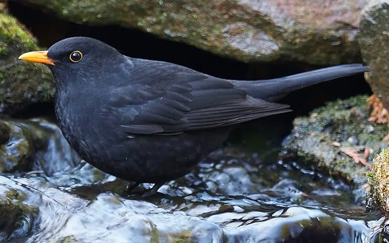 Merle se rafraîchit dans un cours d'eau.