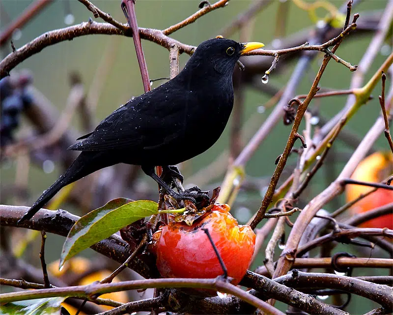 Merle noir se nouriit d'un fruit.