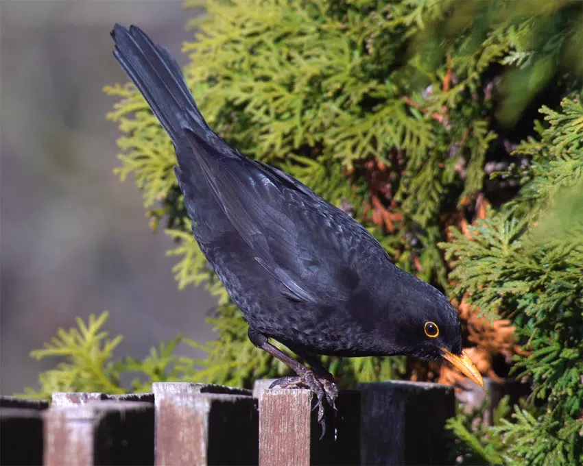 Merle noir (Turdus merula)