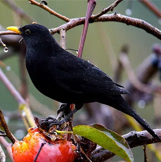 Fiche Merle noir