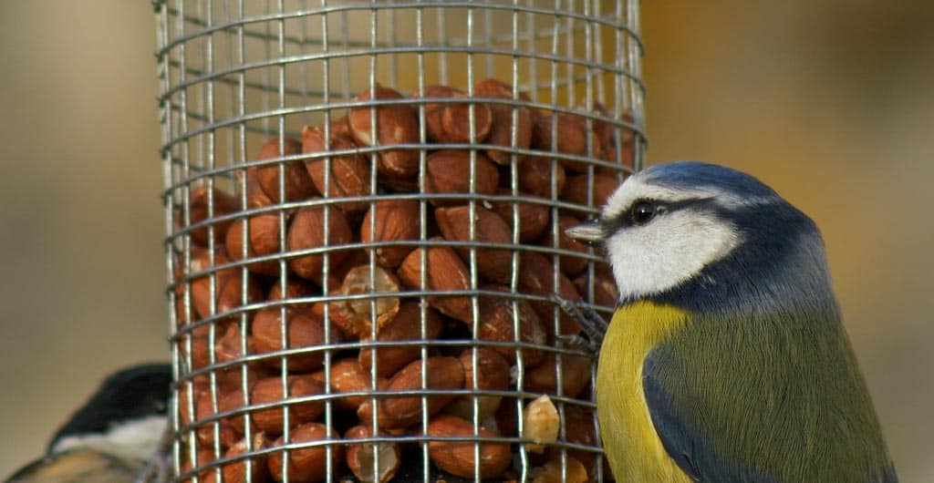 Mésange bleue se nourrit dans une mangeoire pour oiseaux