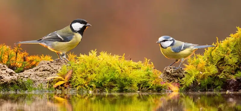 Mésange charbonnière et mésange bleue au bord d'un étang à l'automne.