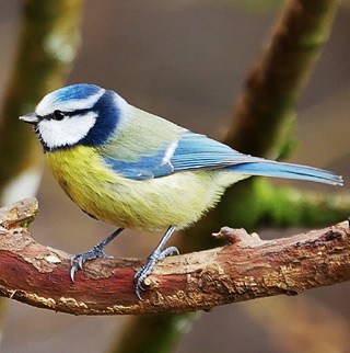 Fiche Mésange bleue