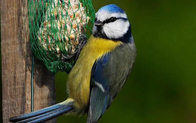 Mésange bleue se restaure