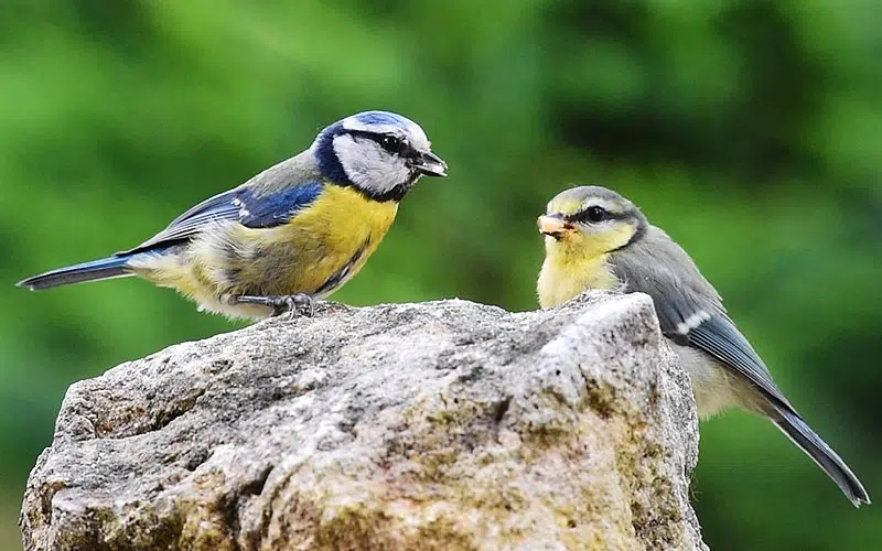 Mésange bleue (Cyanistes caeruleus)