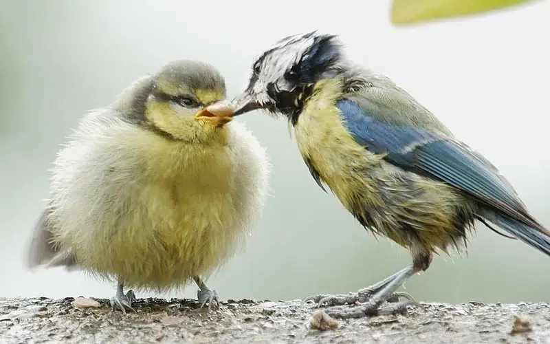 Mésange bleue nourrit son oisillon