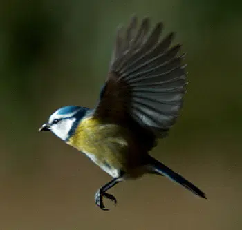 Mésange bleue en vol