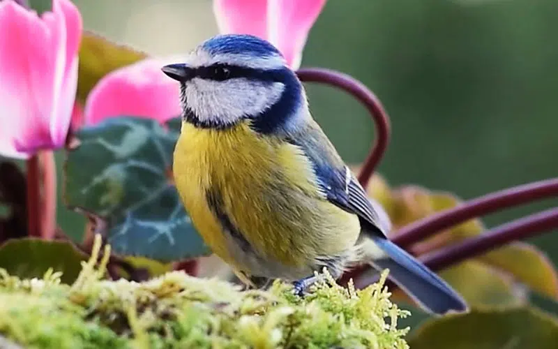 Mésange bleue et son magnifique plumage