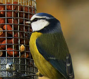 Mésange bleue sur une mangeoire