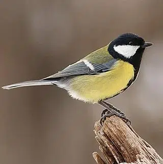 Fiche Mésange charbonnière