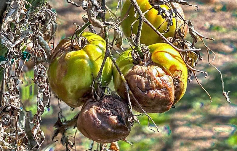 Maladie de la tomate : Le mildiou