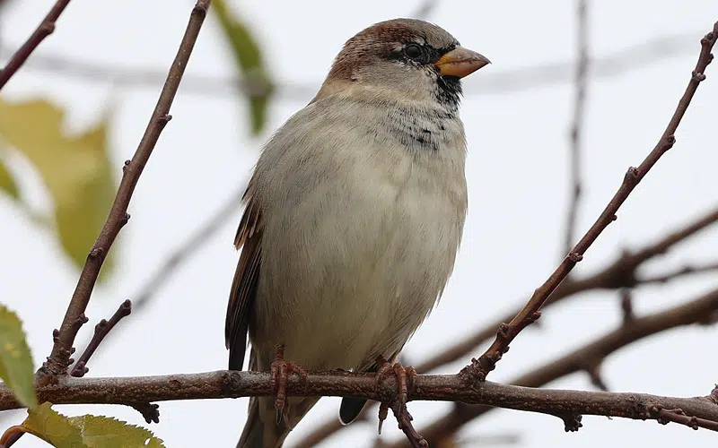 Le moineau domestique