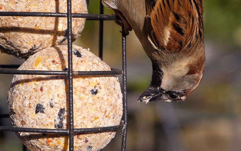 Moineau domestique sur une mangeoire