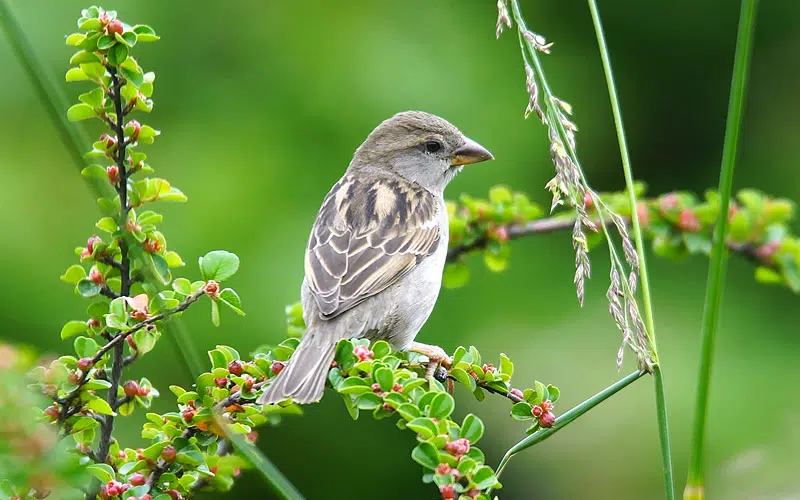 Moineau sur une branche.