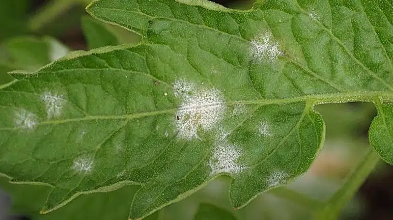 Moisissure sur les feuilles