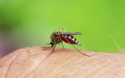 éviter les moustiques