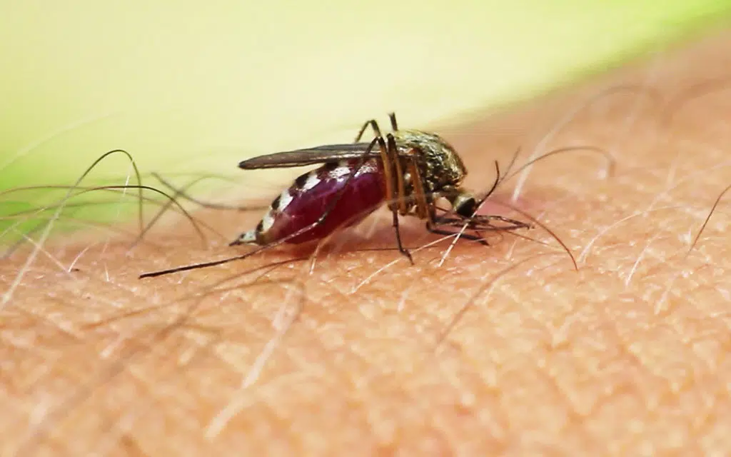 Lorsque le moustique pique, son abdomen se gorge de sang !