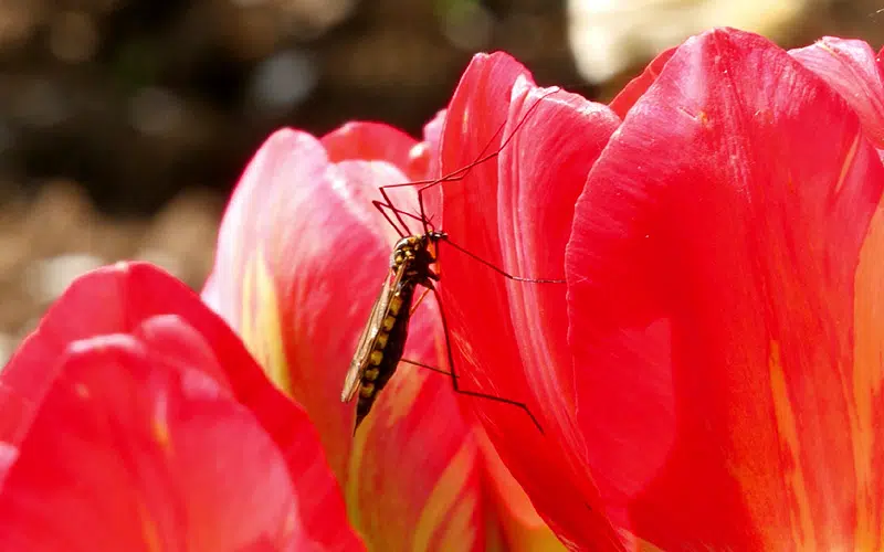 Moustique sur une fleur du jardin