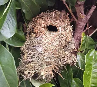 Nid de roitelet dans la haie du jardin