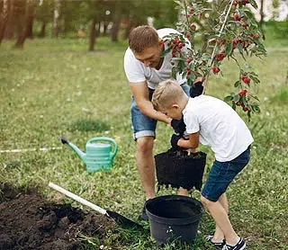 Octobre novembre, période de plantation des arbres fruitiers.