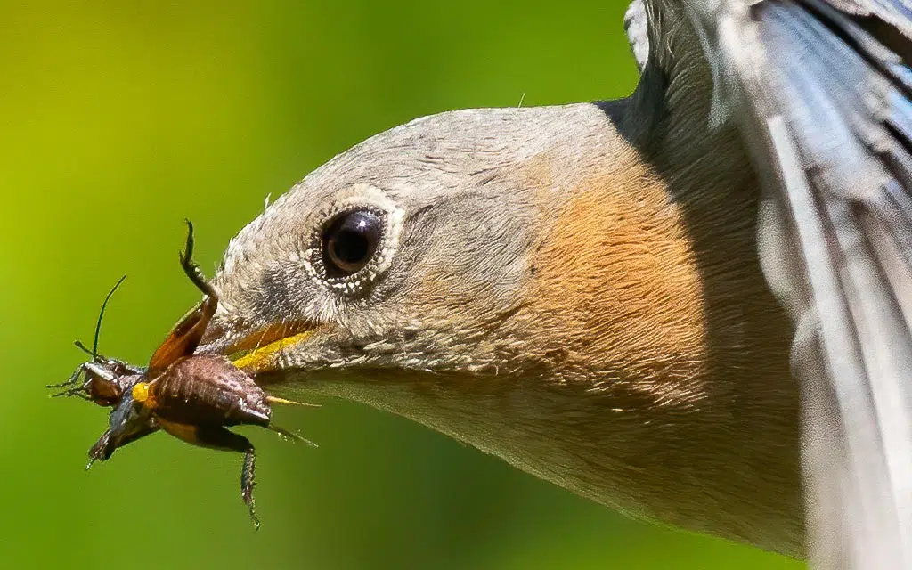 OIseau se nourrit d'un insecte