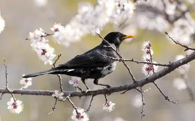 Oiseau dans le jardin